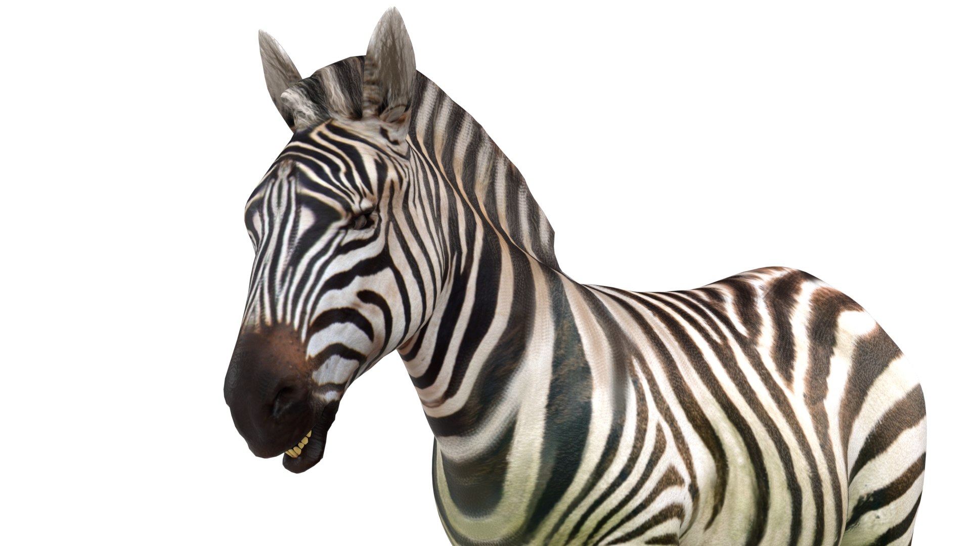 Zebra 3D model https://p.turbosquid.com/ts-thumb/1L/BNtcn6/qG/5/jpg/1785211298/1920x1080/fit_q87/8c85bf66a98112d4b65950be35bf97ed96234780/5.jpg