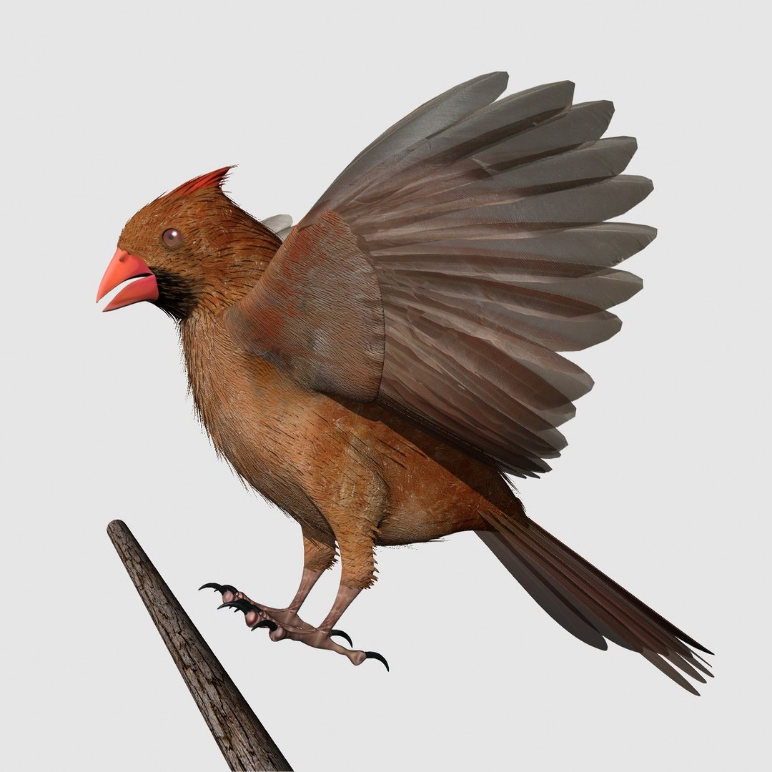 3d model cardinal female 2012 rigged lightwave