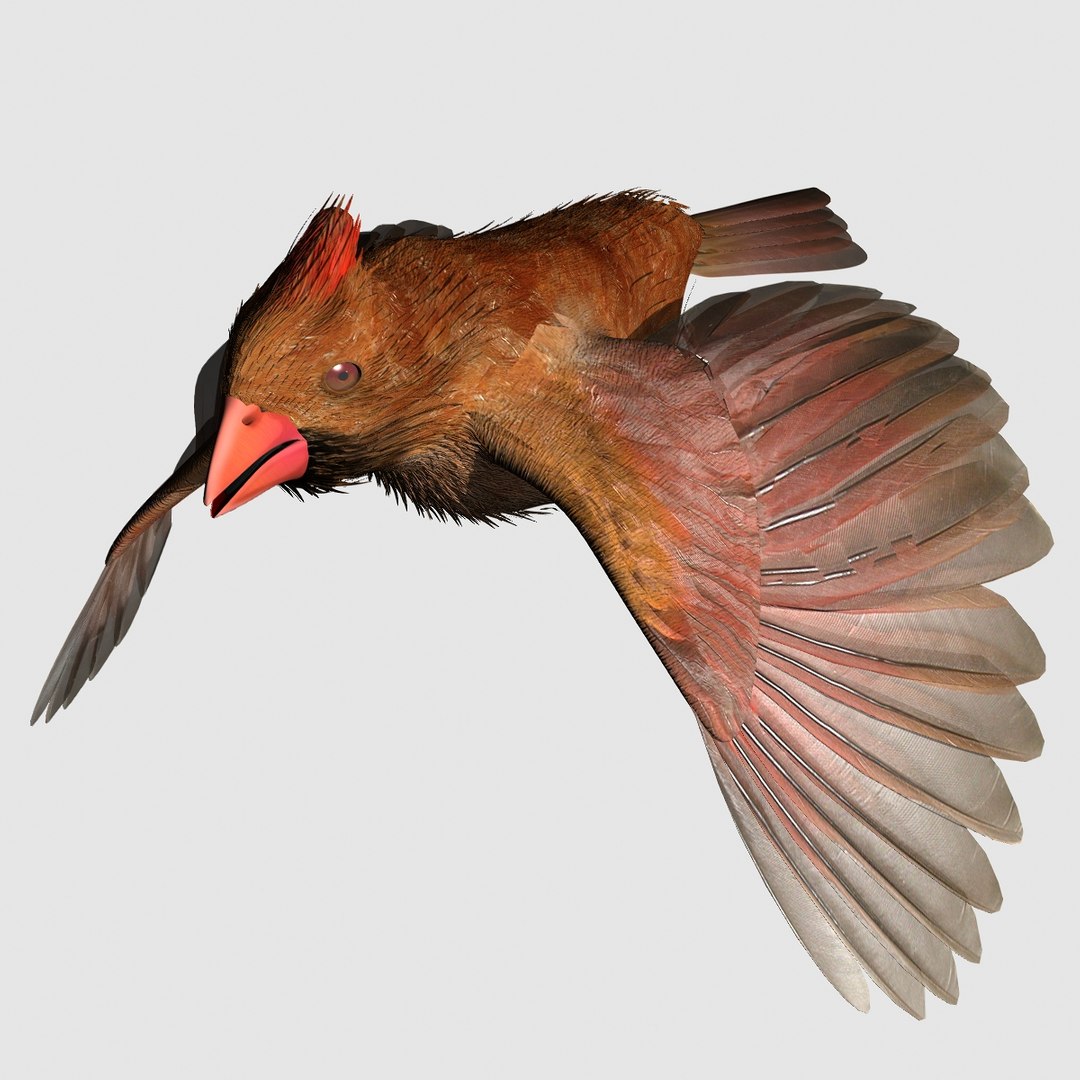 3d model cardinal female 2012 rigged lightwave