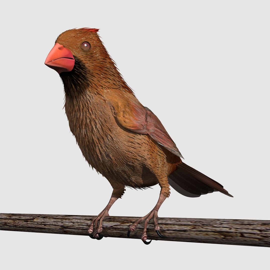 3d model cardinal female 2012 rigged lightwave