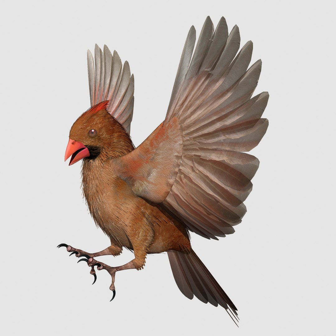 3d model cardinal female 2012 rigged lightwave