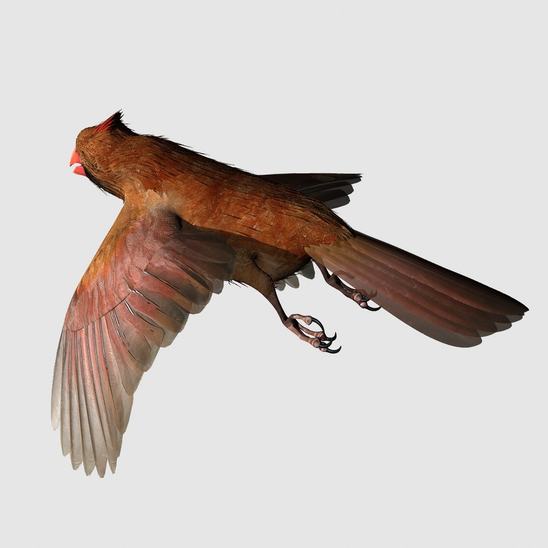 3d model cardinal female 2012 rigged lightwave