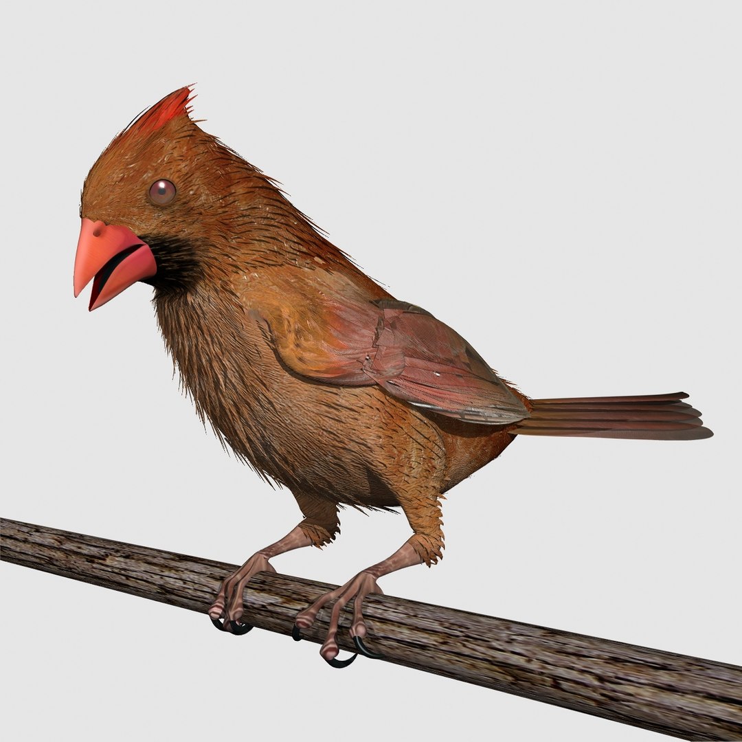 3d model cardinal female 2012 rigged lightwave