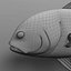 Jack Crevalle
