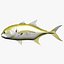 Jack Crevalle