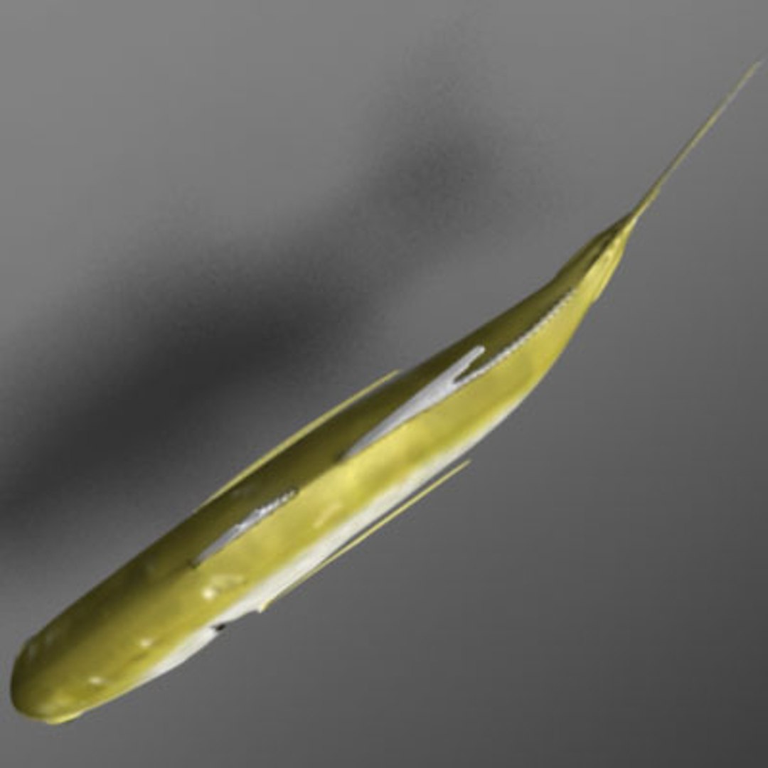 maya jack crevalle https://p.turbosquid.com/ts-thumb/1L/L9iuGT/JqniMX0T/jack4/jpg/1207956901/1920x1080/fit_q87/b269184e5ebfa6d65959c754836797886964048a/jack4.jpg