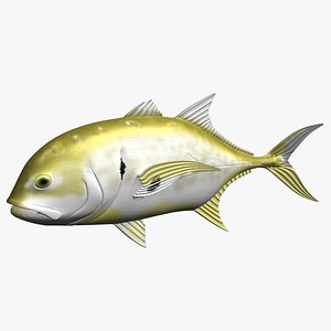Jack Crevalle