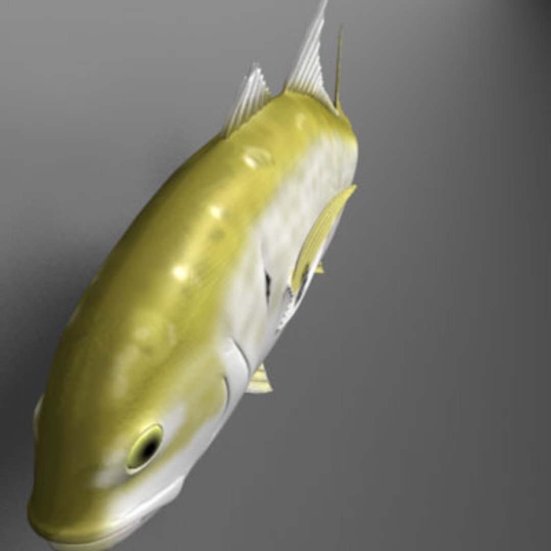 maya jack crevalle https://p.turbosquid.com/ts-thumb/1L/L9iuGT/V9AS3fD4/jack5/jpg/1207956904/1920x1080/fit_q87/e808ccf7b83759edb7f0d987258183d25439f8cc/jack5.jpg