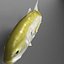Jack Crevalle