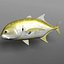 Jack Crevalle
