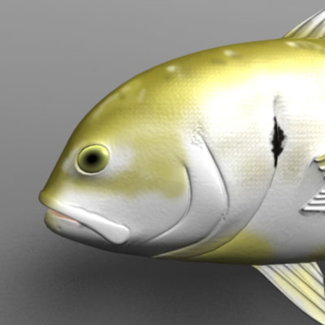 maya jack crevalle https://p.turbosquid.com/ts-thumb/1L/L9iuGT/wX64xf7z/jack6/jpg/1207956908/1920x1080/fit_q87/984f1f8b4fbf724dedf424cdf267c9683b5f37c3/jack6.jpg