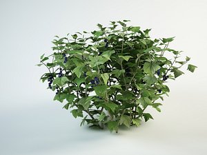 blackcurrant bush 3D model