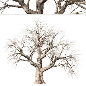Highly Detailed Tree Trunk