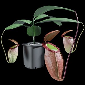 nepenthes rajah plant 3D model