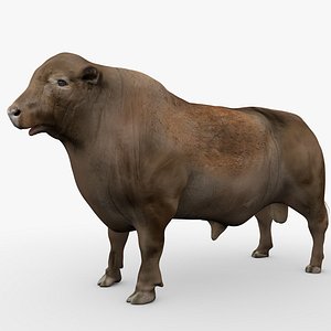 RED ANGUS Rigged L2063 3D model
