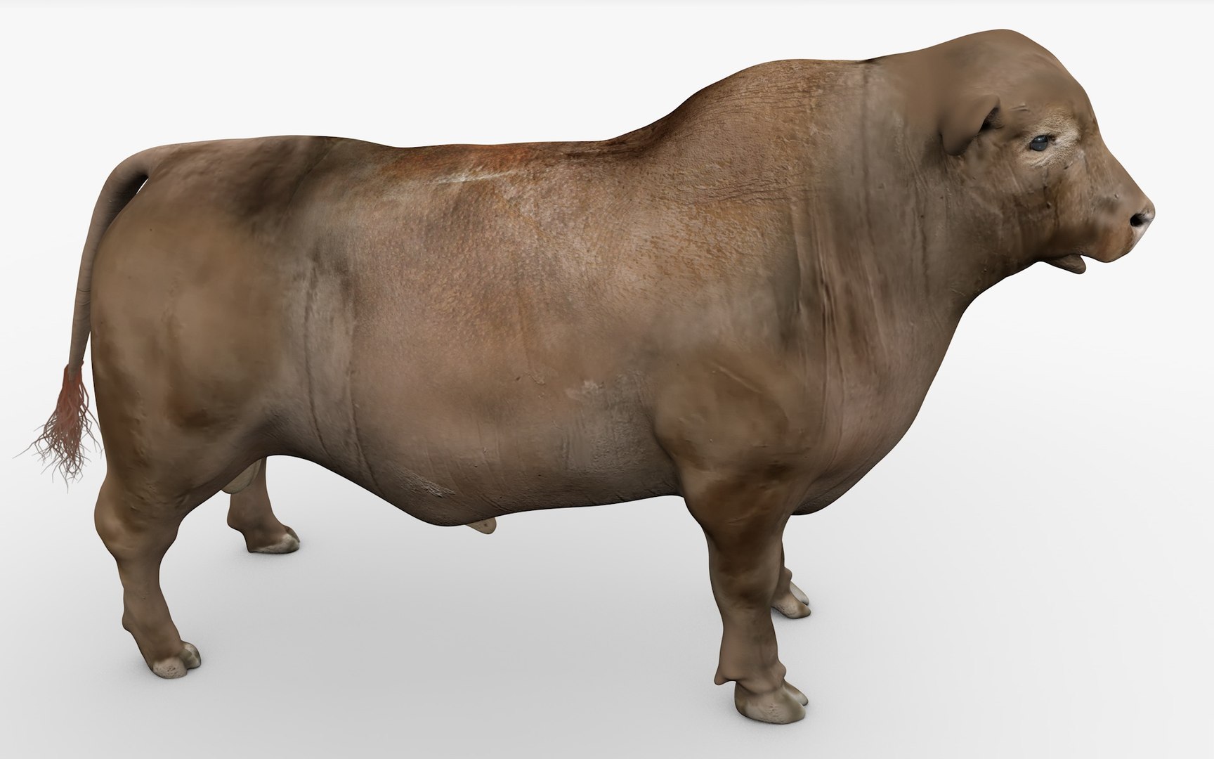 RED ANGUS Rigged L2063 3D model - TurboSquid 2153529