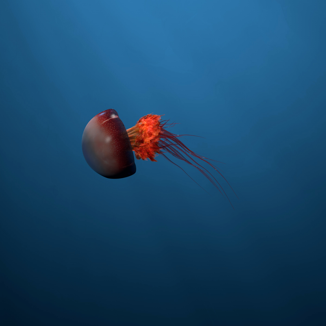 3D jellyfish animations model - TurboSquid 1262114