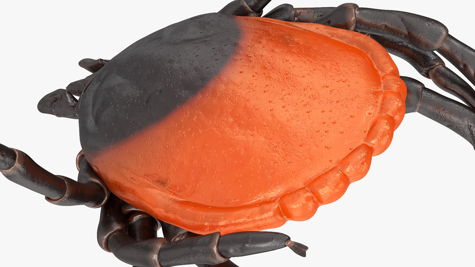 Tick Bite Pose model https://p.turbosquid.com/ts-thumb/1L/jX3gHD/K2/tickbiteposemb3dmodel013/jpg/1644364561/1920x1080/fit_q87/c780da5c51547a10934e619876dc4aaa5378d8e0/tickbiteposemb3dmodel013.jpg