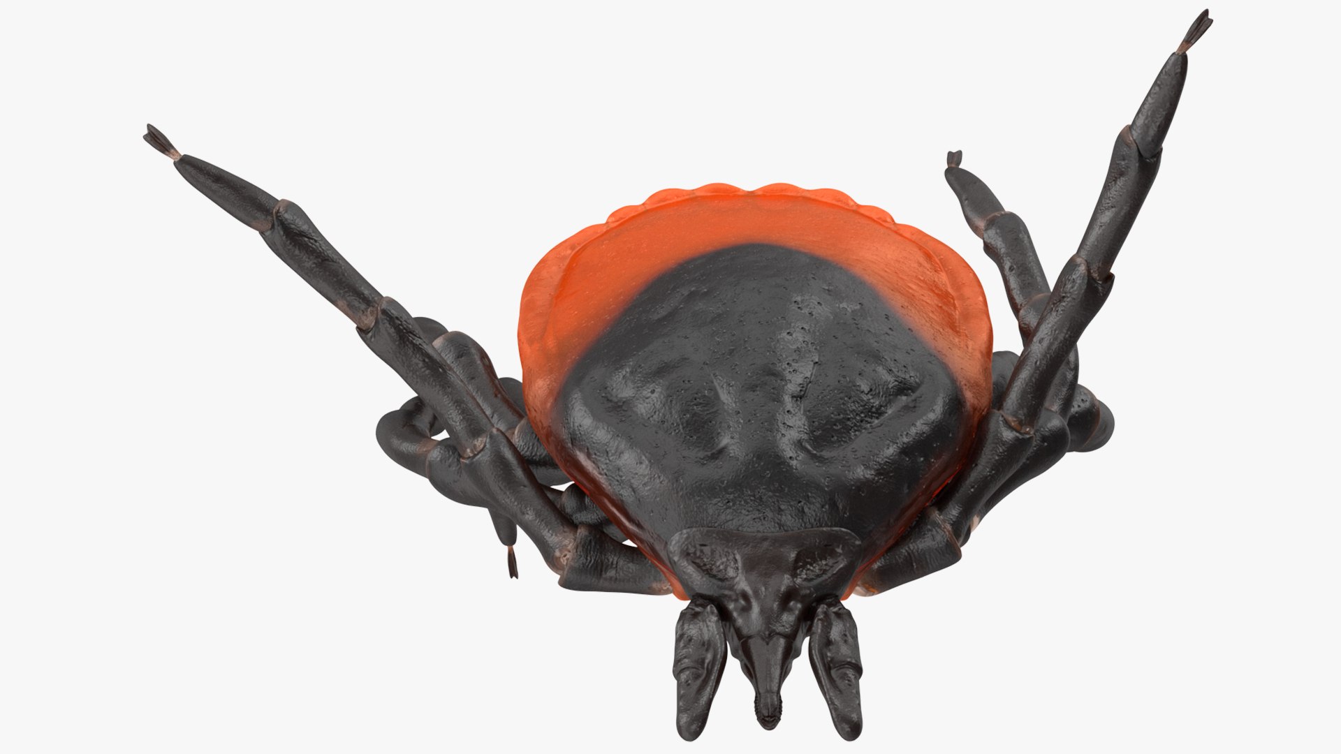 Tick Bite Pose model https://p.turbosquid.com/ts-thumb/1L/jX3gHD/Ln/tickbiteposemb3dmodel010/jpg/1644364552/1920x1080/fit_q87/e4b4545acfdec88d3464376e5dcb17e39073c554/tickbiteposemb3dmodel010.jpg