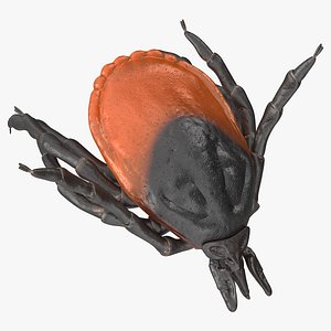 Tick Bite Pose