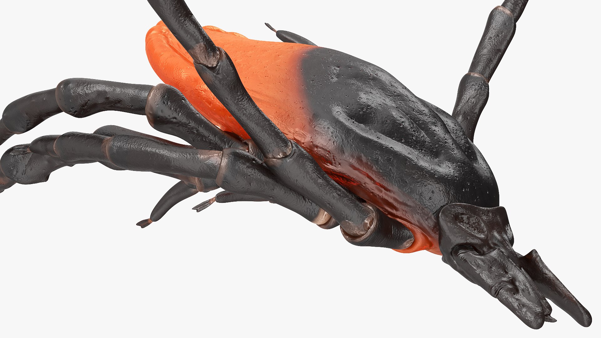 Tick Bite Pose model https://p.turbosquid.com/ts-thumb/1L/jX3gHD/o7/tickbiteposemb3dmodel012/jpg/1644364558/1920x1080/fit_q87/f0c0decf7e40109e325a2816f324f2b0b6739e44/tickbiteposemb3dmodel012.jpg