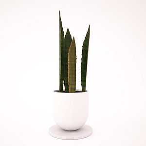 3d sansevieria