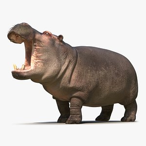 hippopotamus pose 2 fur max