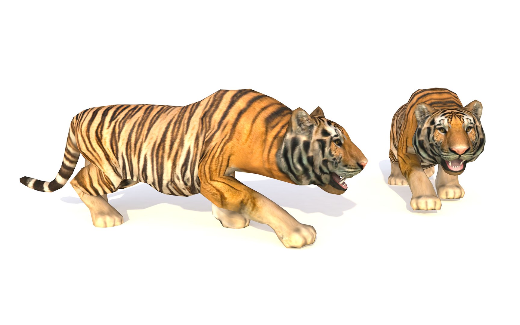 modèle 3D de Tigre Blanc avec animation - TurboSquid 1367419