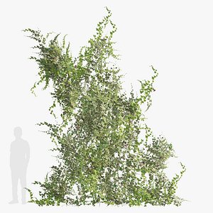 3D Hedera helix goldchild