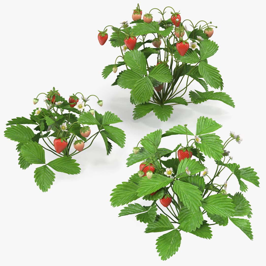 Bush of Strawberry Plant with Fruits Set 3D model preview