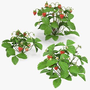 3D model bush strawberry plant fruits