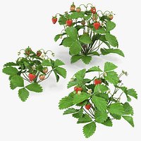 Bush of Strawberry Plant with Fruits Set