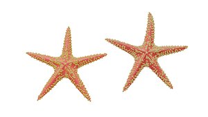 starfish 3D model