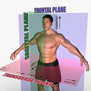 Planes of Body Rigged