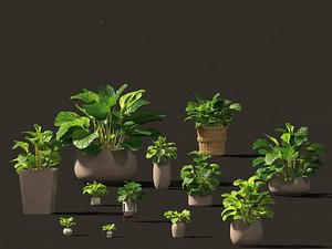 3D Calathea orbifolia - Prayer plant model 02