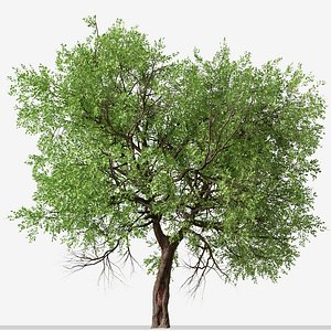 Set of Maclura pomifera or Osage orange Tree - 2 Trees 3D model