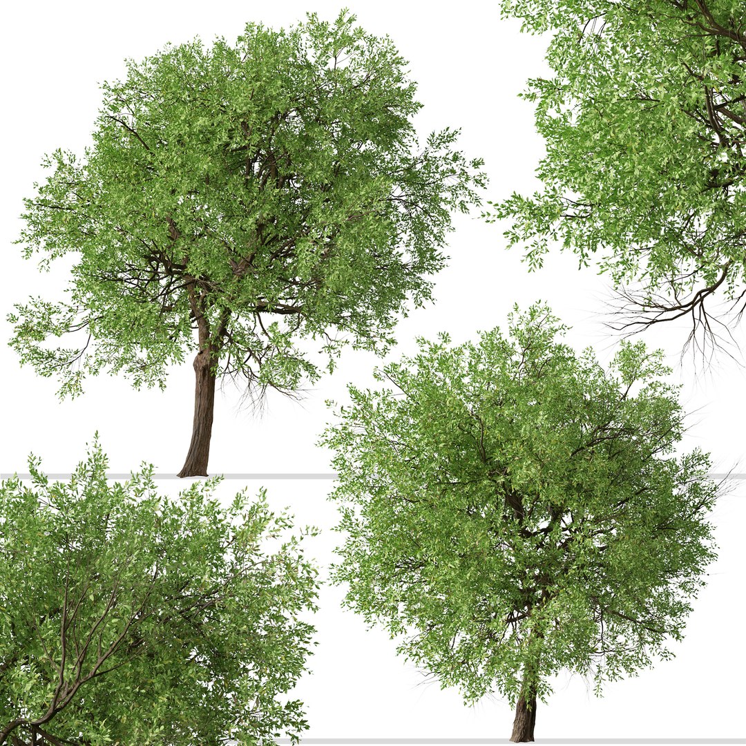 Set Of Maclura Pomifera Or Osage Orange Tree - 2 Trees 3D Model ...