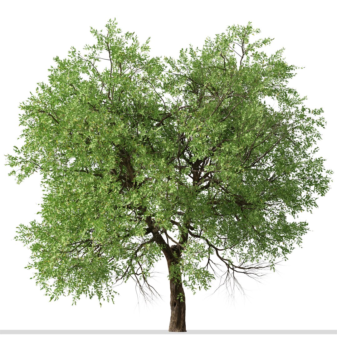Set Of Maclura Pomifera Or Osage Orange Tree - 2 Trees 3D Model ...