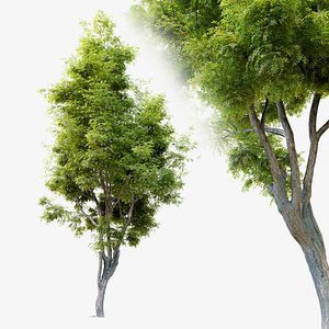 Robinia ambigua decaisneana