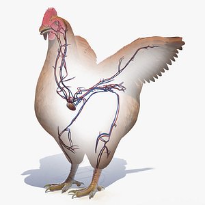 Chicken Body  Skeleton and Vascular System Static 3D model