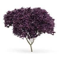 Eastern Redbud (Cercis canadensis) 8.5m