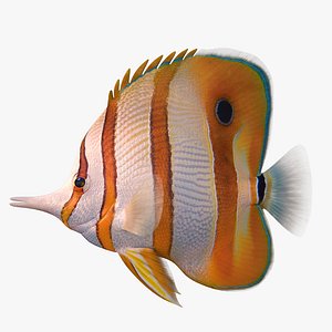 copperband butterflyfish 3D