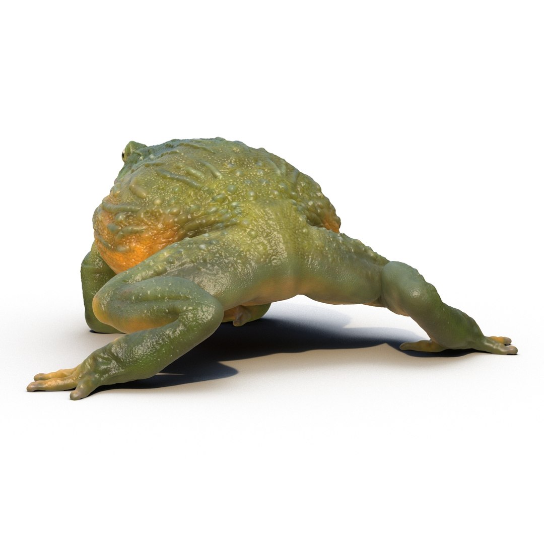 3d Model African Bullfrog Rigged