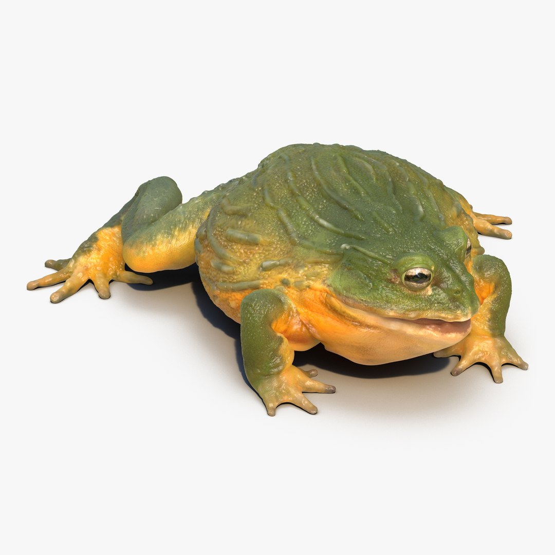 African Bullfrog Rigged 3D model preview