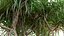Pandanus tectorius - Screw Pine