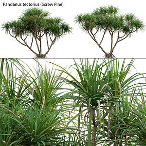 Pandanus tectorius - Screw Pine 3D model