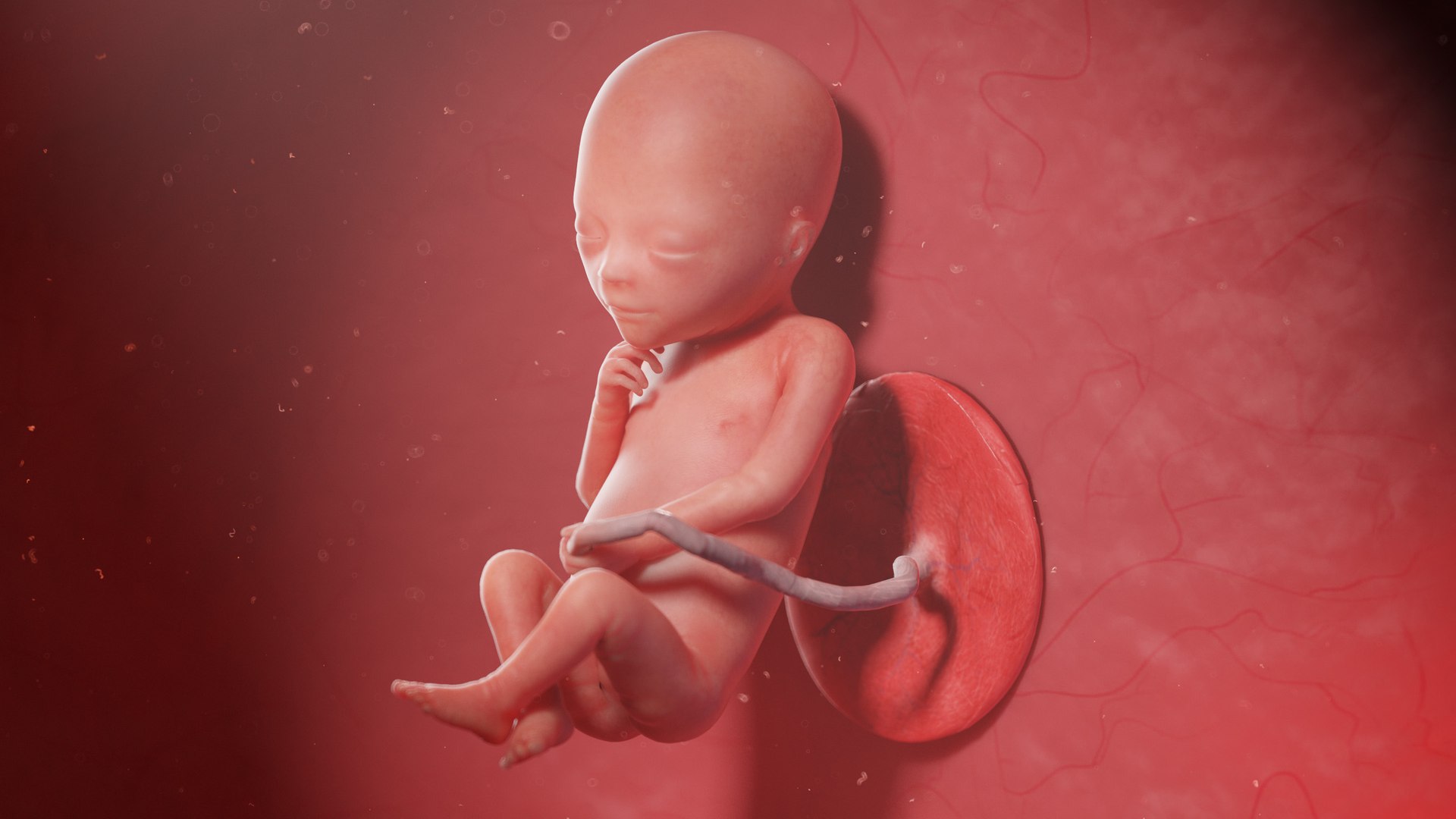 3D Fetus Week 19 Animated - TurboSquid 1858249