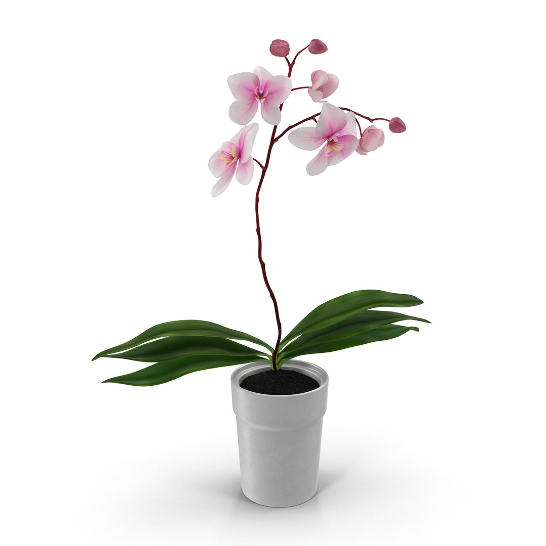 Orchid in Pot 3D Model 3D model preview