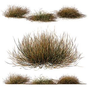 HQ Plants Carex Testacea Orange Sedge Grass Prairie Fire Version2 3D model