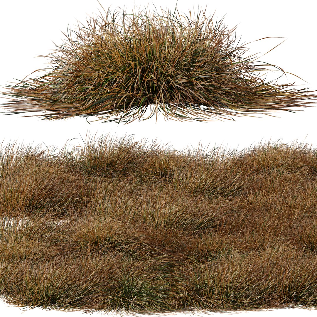 HQ Plants Carex Testacea Orange Sedge Grass Prairie Fire Version2 3D ...